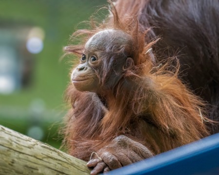 Jarang orangutan.jpg