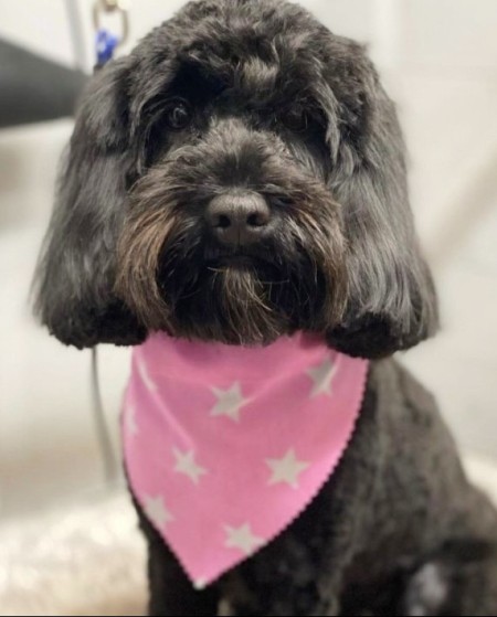 Harper therapy dog bandana.jpg
